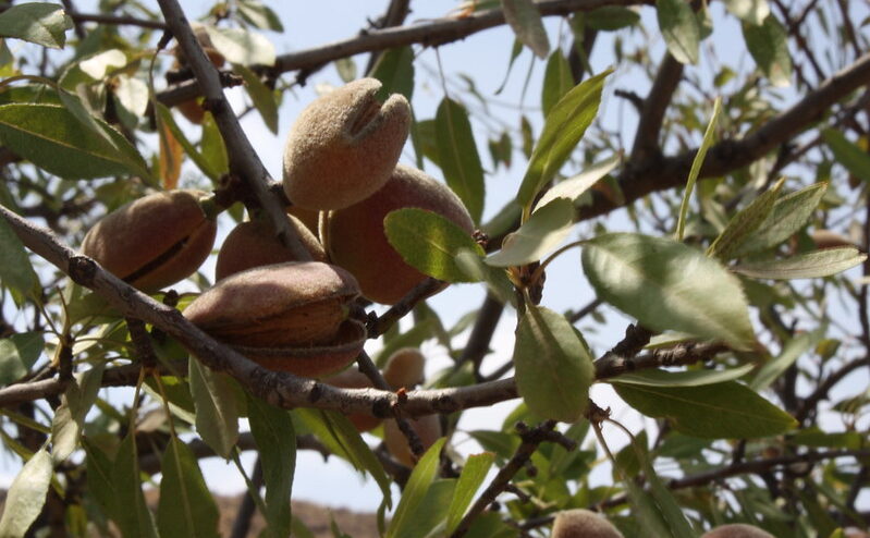 La consommation d'amandes en France et dans le monde est en forte croissance.