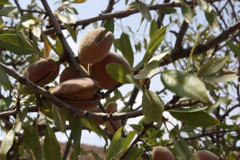 La consommation d'amandes en France et dans le monde est en forte croissance.