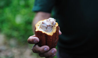 La Côte d'Ivoire est le premier producteur de cacao dans le monde. © Rog01