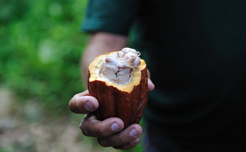 La Côte d'Ivoire est le premier producteur de cacao dans le monde. © Rog01
