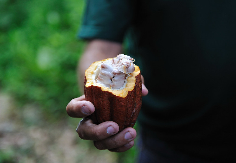 La Côte d'Ivoire est le premier producteur de cacao dans le monde. © Rog01