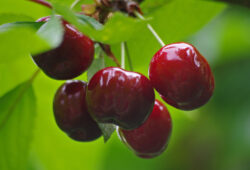 Cerises