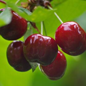 On retrouve des pesticides dans 89 % des échantillons de cerises.