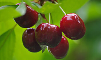 On retrouve des pesticides dans 89 % des échantillons de cerises.