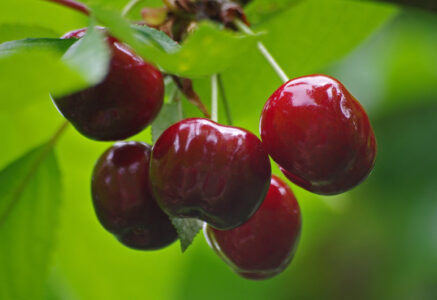 Les 10 fruits et légumes contenant le plus de résidus de pesticides