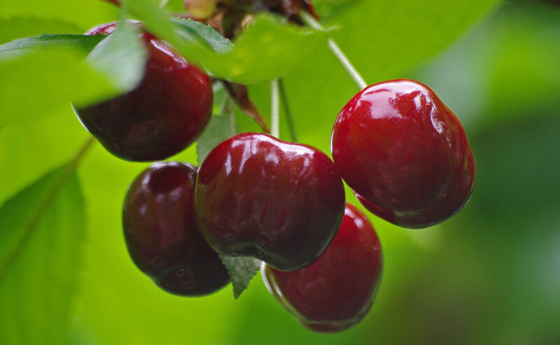 On retrouve des pesticides dans 89 % des échantillons de cerises.