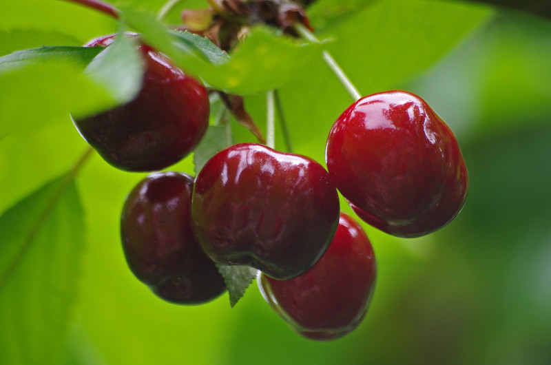On retrouve des pesticides dans 89 % des échantillons de cerises.