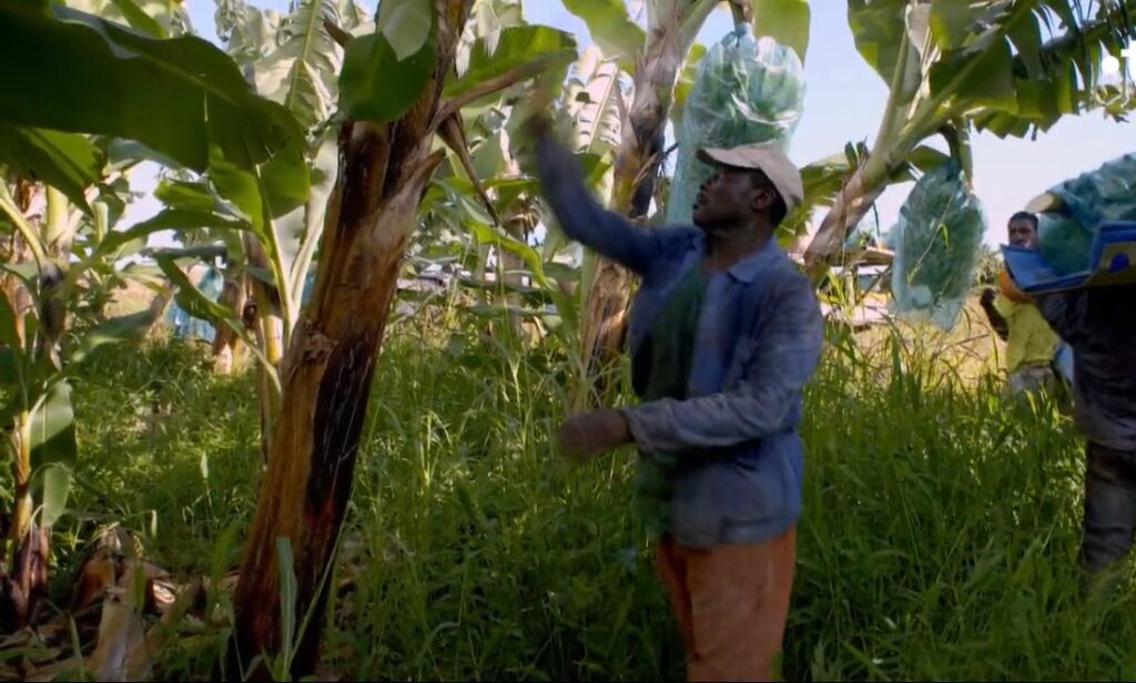 Un homme récolte des bananes en Martinique.