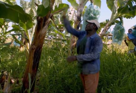 Chlordécone : les Antilles ravagées par un pesticide