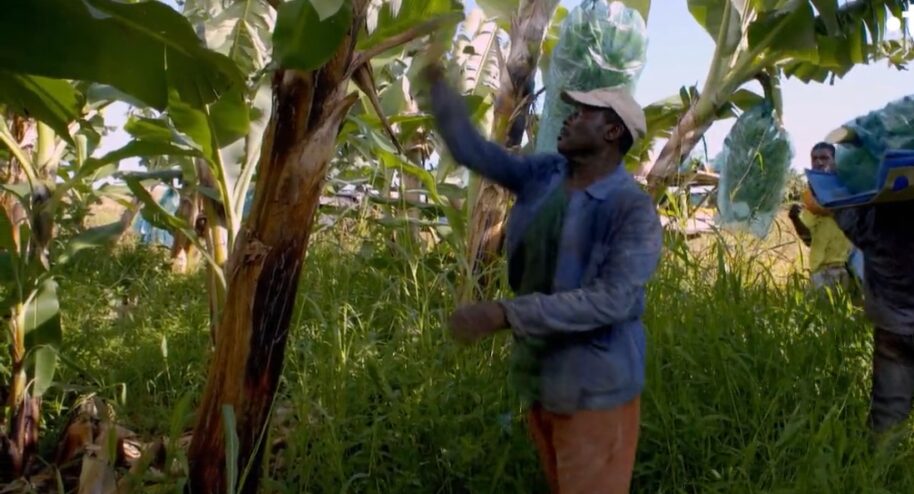 Un homme récolte des bananes en Martinique.