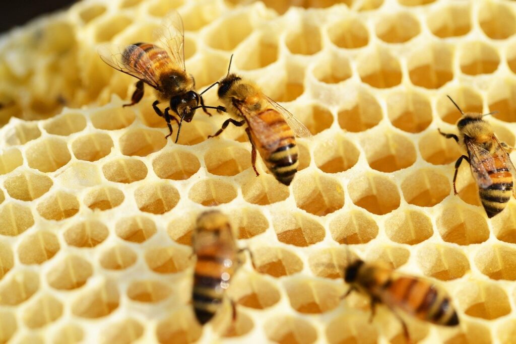 Abeilles