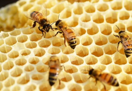 Y a-t-il trop d’abeilles domestiques en ville ?