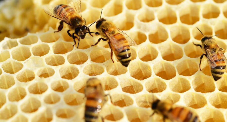 Abeilles