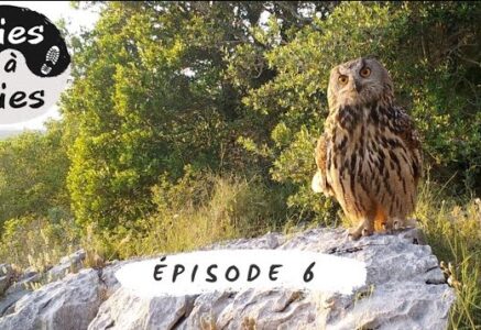Vies à vies : une chaîne Youtube pour observer la faune sauvage