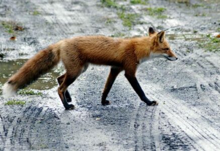 Ensauvagement : quand les animaux sauvages arrivent en ville