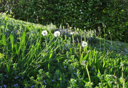 Les vertus méconnues des mauvaises herbes