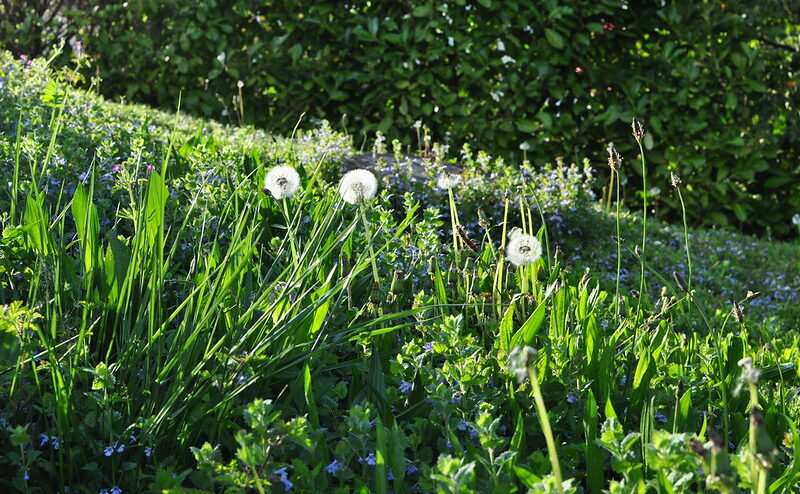 Les mauvaises herbes ont des vertus au jardin.