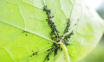 Les ménages utilisent des biocides contre les ravageurs.