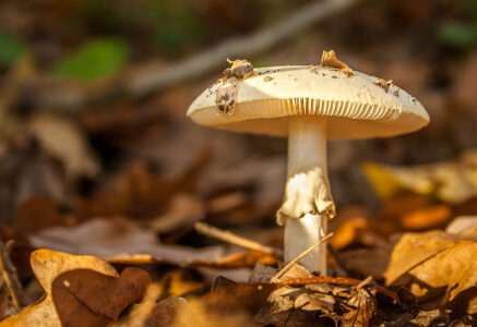 Santé : le pouvoir des champignons