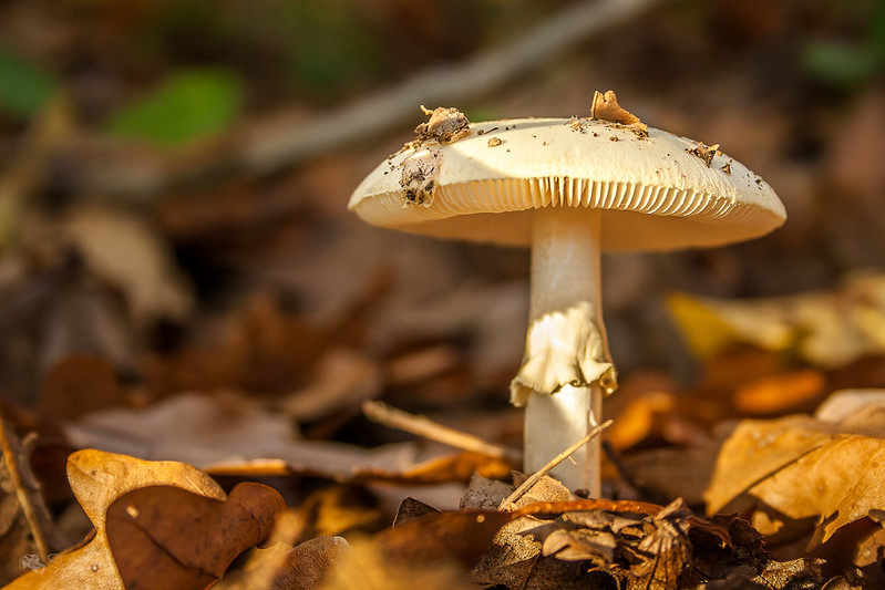 Les multiples vertus des champignons.