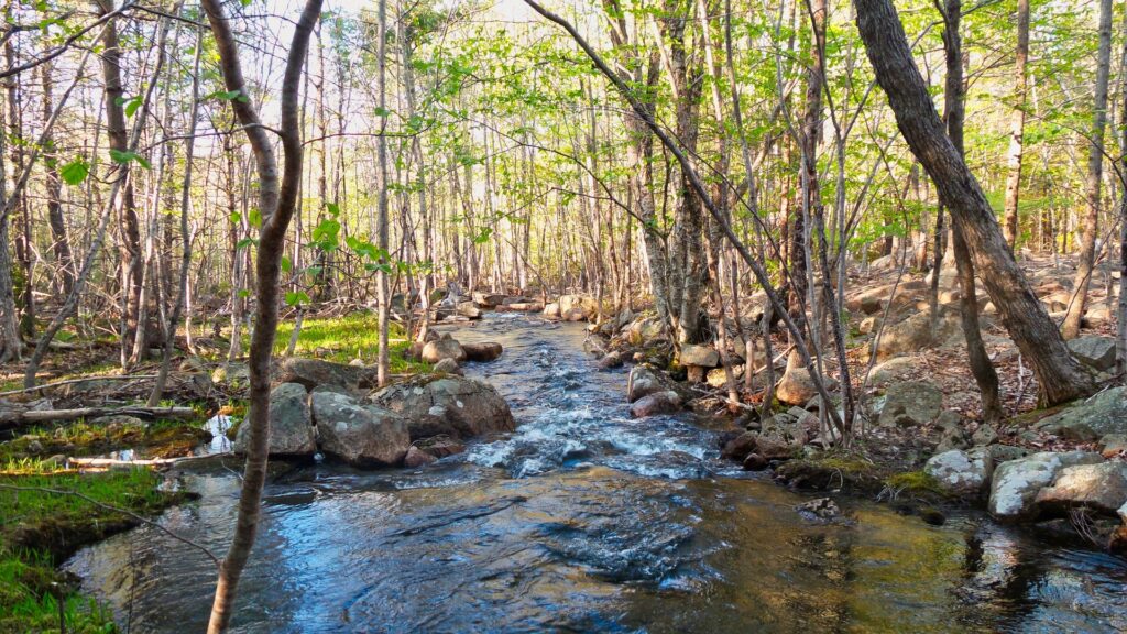 Un ruisseau. Public domain pictures