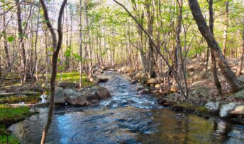 Un ruisseau. Public domain pictures