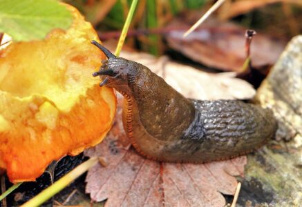 Comment se débarrasser naturellement des limaces ?