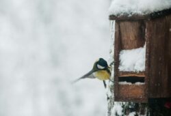 Nourrir les oiseaux