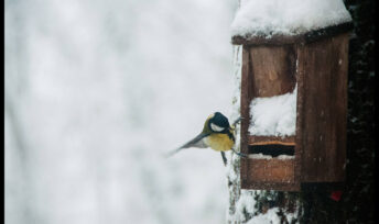 La ballet des oiseaux à la mangeoire.
