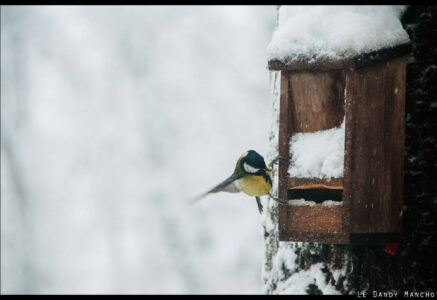 Faut-il nourrir les oiseaux en hiver ?