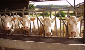 L'alimentation animale entraîne une occupation d'un tiers des terres cultivables dans le monde.