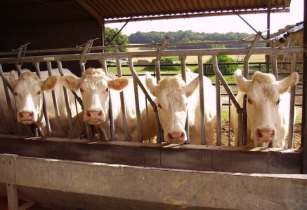 33% des terres cultivables de la planète accaparées pour l’alimentation animale