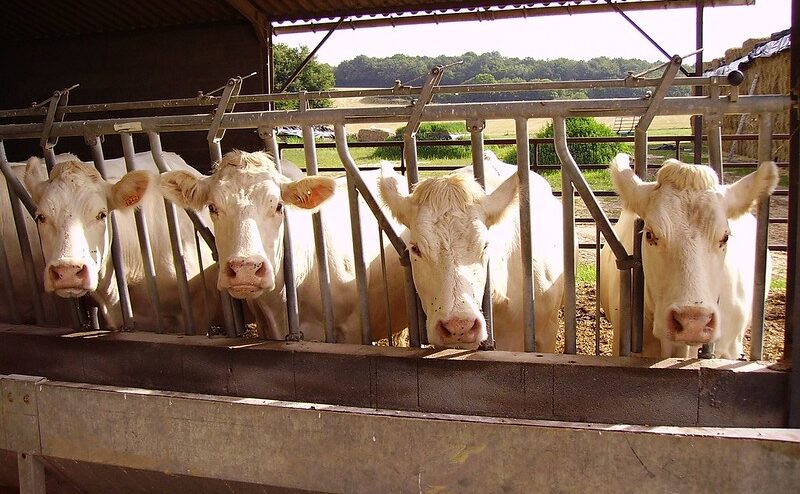 L'alimentation animale entraîne une occupation d'un tiers des terres cultivables dans le monde.