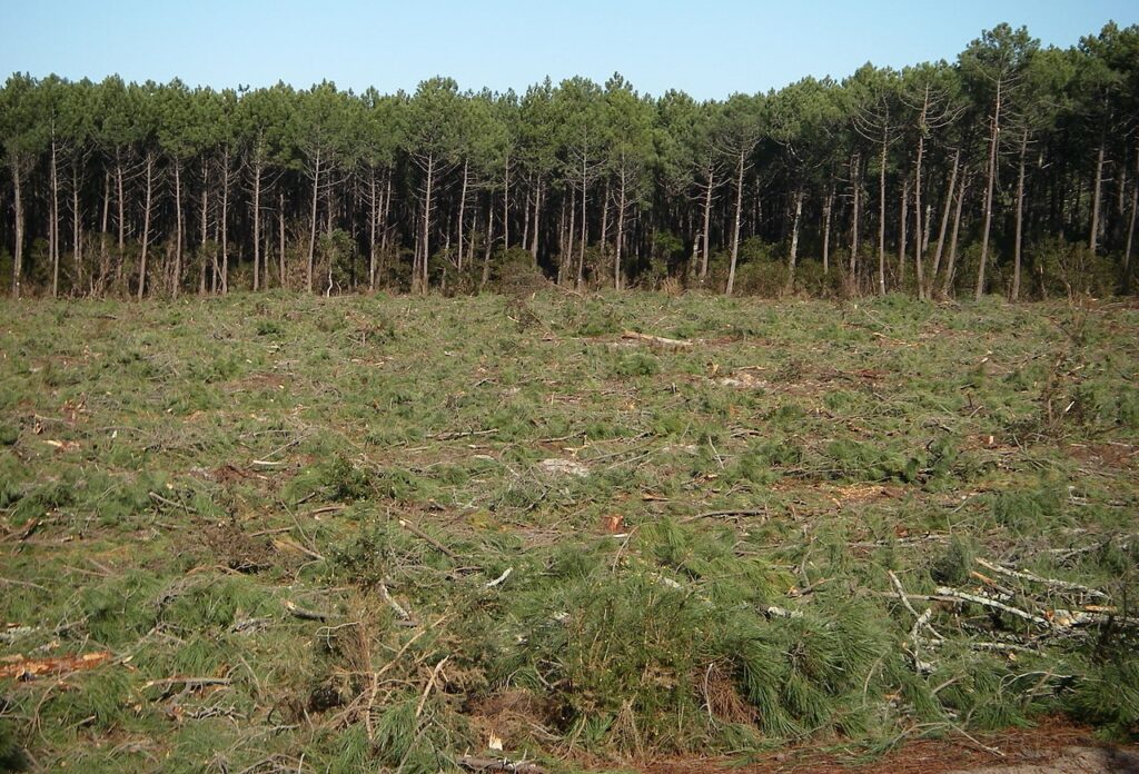 Coupe rase dans la forêt des Landes. Crédit : Larrousiney / Wikimedia