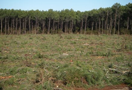 L’industrialisation des forêts : un fléau