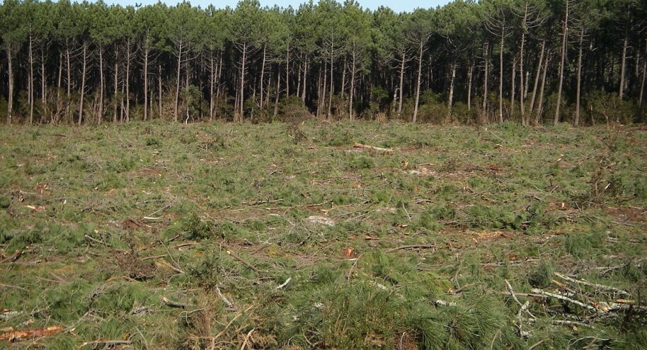 Coupe rase dans la forêt des Landes. Crédit : Larrousiney / Wikimedia