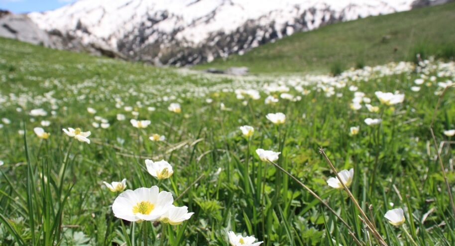 Dans le Parc des Ecrins. Crédit : Elsa B. pour Mon Quotidien Autrement