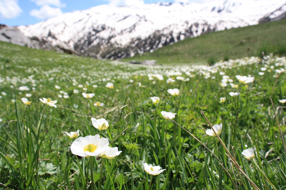 Dans le Parc des Ecrins. Crédit : Elsa B. pour Mon Quotidien Autrement