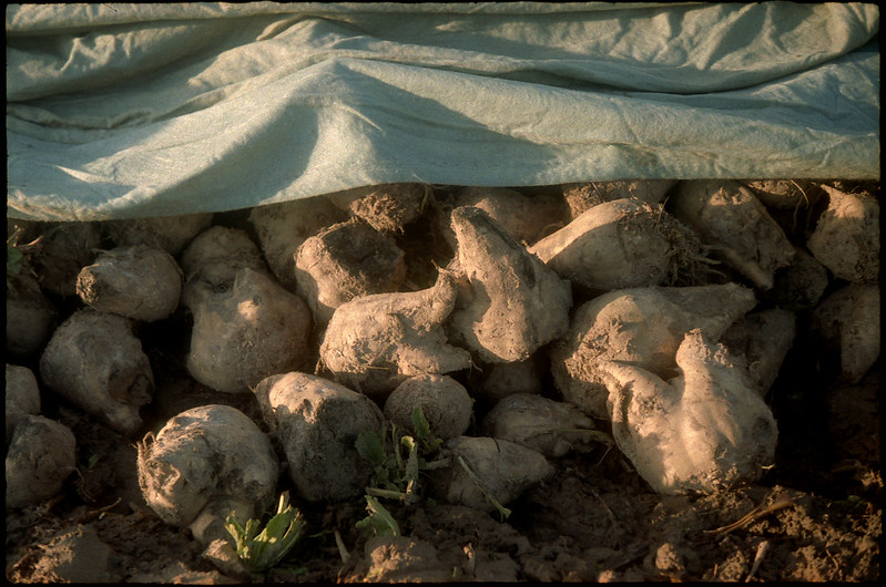 Une dérogation à l'interdiction des néonicotinoïdes a de nouveau été accordée pour la culture des betteraves.