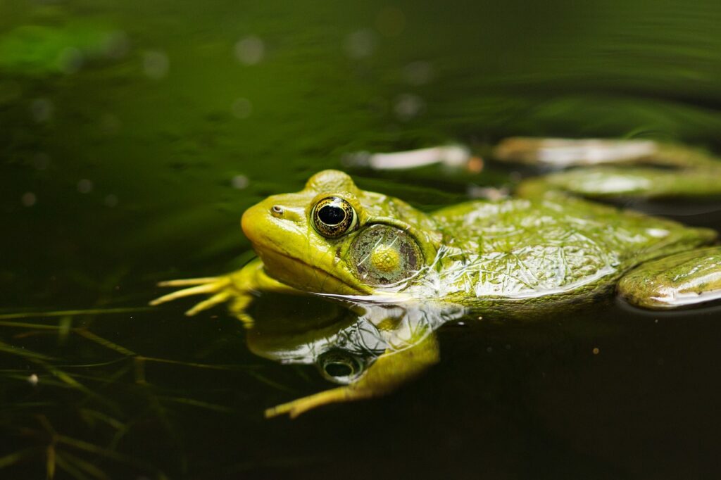 amphibiens / Pixabay