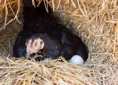 Poule, œuf et omelette