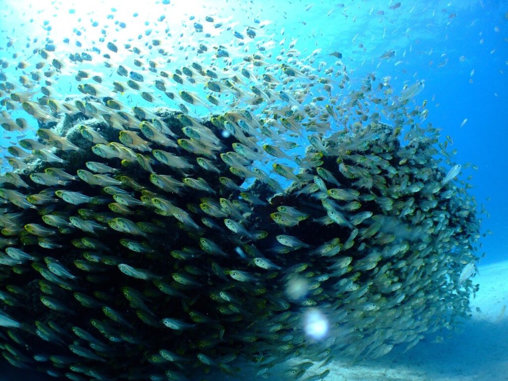 Poissons. Crédit : Pixabay