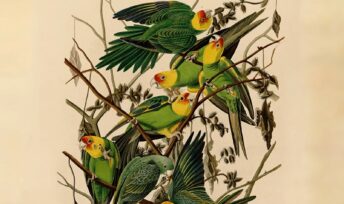 Affiche du film Birds of America.