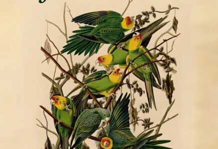 Birds of America, sur la trace des oiseaux disparus