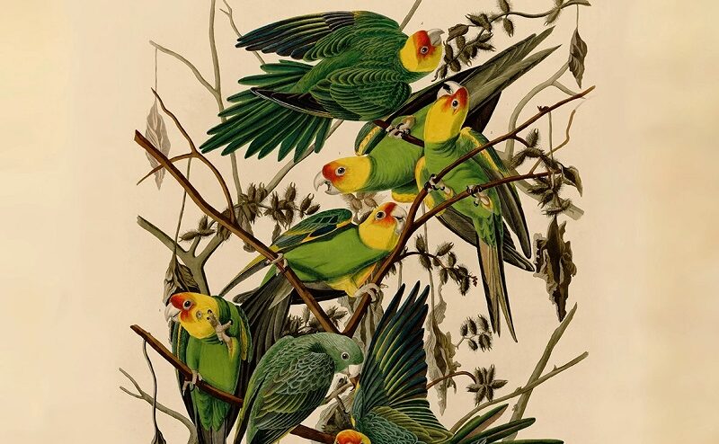 Affiche du film Birds of America.