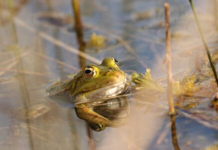 Les mares, trésors de biodiversité