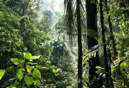 Biodiversité : pourquoi est-elle si importante ?