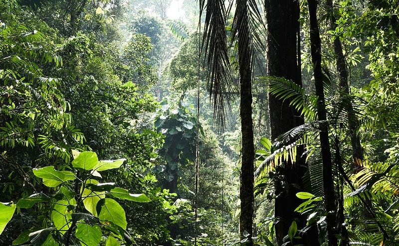 Les forêts sont des lieux de grande biodiversité. © Alenka Skvarc (Unsplash)