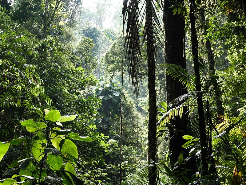 Les forêts sont des lieux de grande biodiversité. © Alenka Skvarc (Unsplash)
