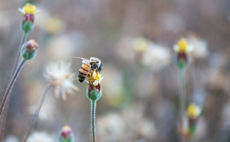 Les allergies au pollen sont en augmentation. © Paul Alexander